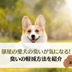 部屋の愛犬の臭いが気になる!悪臭の原因と対処法を徹底解説