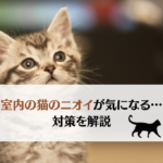 猫のいる部屋の悪臭の原因は？今日からできる対策を解説