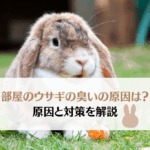 部屋のうさぎの臭いが気になる！原因と対策を徹底解説